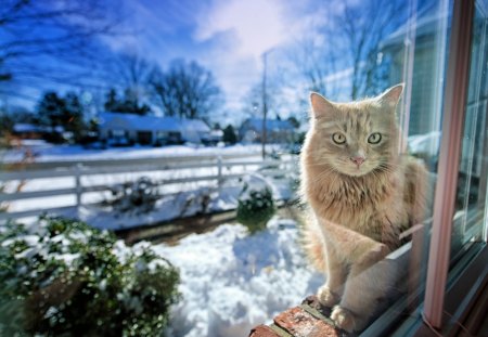 Windows cat - pretty, cat face, sleepy, paws, kitten, cats, face, sleeping, hat, beautiful, beauty, lovely, sweet, cat, cute, animals, kitty