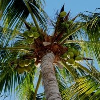 My Palm Tree With Coconuts