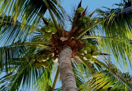 My Palm Tree With Coconuts - coconut, tree, tropical, palm