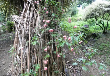 Wild Flowers on St. Lucia Islands - brown, trees, pink, photography, green, flowers