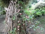 Wild Flowers on St. Lucia Islands