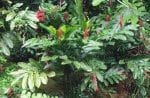 Red Flowers from St. Lucia Islands