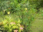 Yellow Flowers from St. Lucia Islands