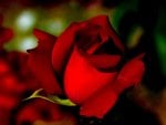 RED ROSE