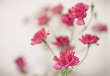 â€ - flowers, pink, nature, beauty