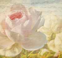 Vintage rose