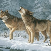 Wolves in Winter