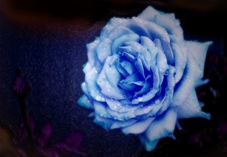 Blue rose - painting, purple, art, blue, rose, black, flower