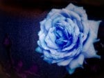 Blue rose