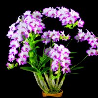 ORCHIDS