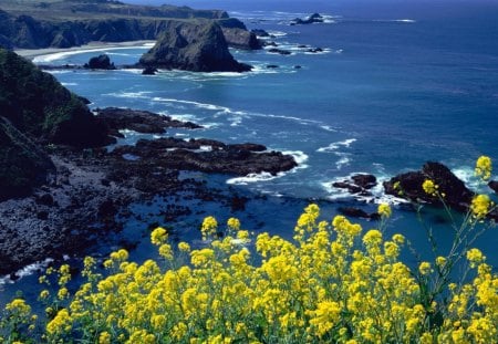 california coast thru yellow flowers - flowers, rocks, sea, coast