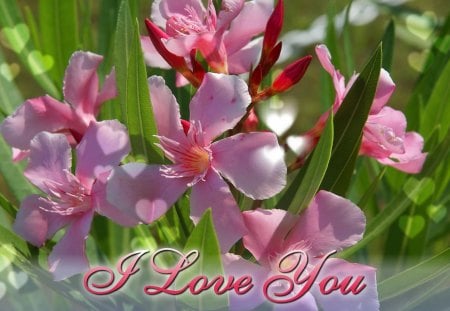 Love flowers - greenery, pretty, delicate, beautiful, spring, grass, lovely, freshness, love, flowers, fresh, nature, holiday, valentine, field, tender