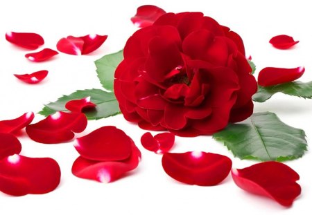 Rose and petals - pretty, beautiful, lovely, love, flower, petals, leaves, passion, holiday, red, valentine, rose, nice, gift