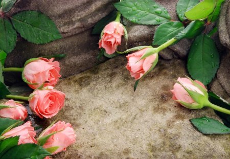 Roses background - pretty, roses, romantic, beautiful, romance, lovely, love, petals, pink, leaves, flowers, holiday, valentine, background, nice