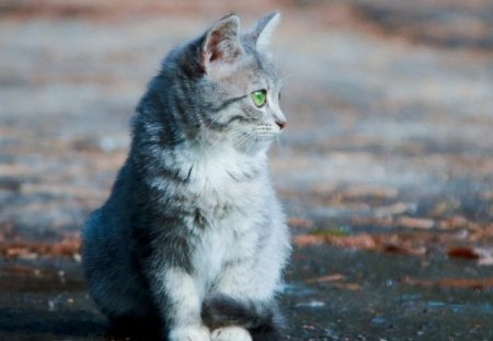 Green Eyes - animal, green, cat, eyes