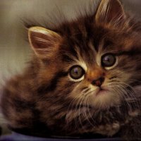 A kitten in a pot
