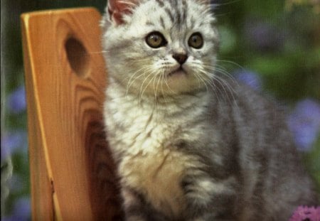 A kitten on a chair - back, wooden, kitten, feline, chair