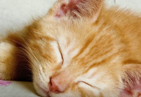 A kitten taking a nap - feline, napping, sleeping, kitten