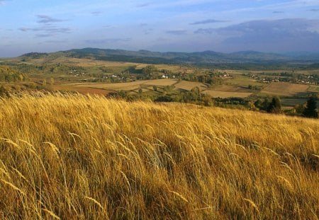 wheat field on a hill in poland - village, hill, field, wheat