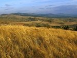 wheat field on a hill in poland