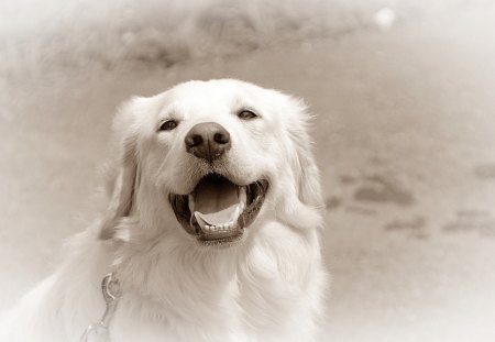 Happy dog - face, pretty, playful dog, cute, animals, beauty, beautiful, sweet, puppy, bubbles, playful, dogs, puppies, pay, lovely, dog face