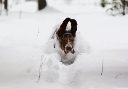 Snow dog - face, pretty, playful dog, cute, animals, beauty, beautiful, sweet, puppy, bubbles, playful, dogs, puppies, pay, lovely, dog face