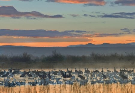 gorgeous morning on an aviary resurve - birds, mist, sunrise, wetlands, mountains