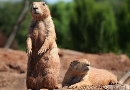 gophers - fun, animals, cool, gophers