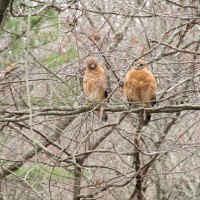 Two Red-tail Hawks in the backyard