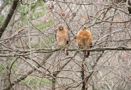 Two Red-tail Hawks in the backyard - backyard, hawks, trees, nature