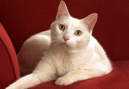 *** His Magnificence *** - white, cat, animals, cats, animal