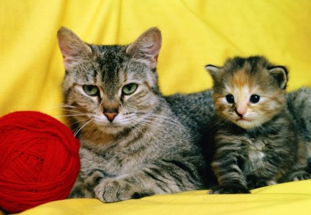 *** Mama and me *** - cats, animal, animals, kitten, cat