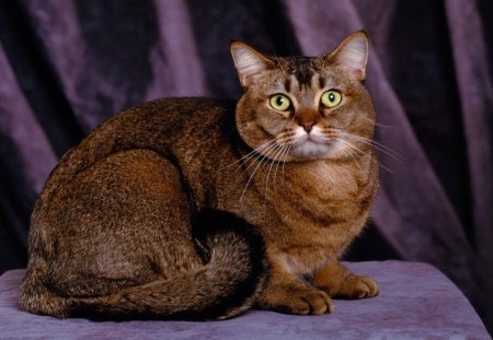 *** Cat incredible color *** *** - cats, brown, animal, animals, cat, color