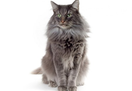 *** Fluffy gray cat *** - fluffy gray, cats, animal, animals, cat