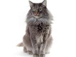 *** Fluffy gray cat ***