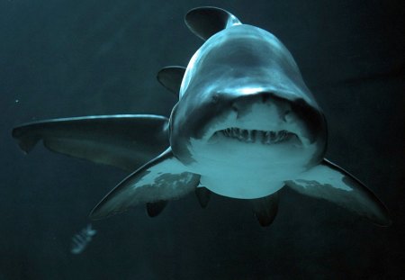 Big shark - water, underwater, shark, ocean, fish