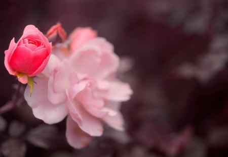 *** Pink rose *** - flower, rose, pink, flowers, nature