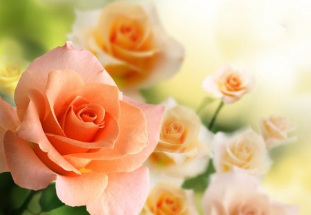 *** Soft and delicate roses *** - nature, pretty, roses, delicate, peach, flowers