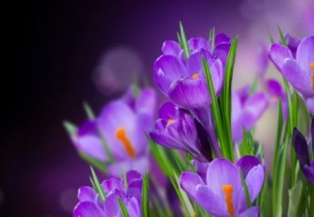 *** Crocuses *** - flowers, nature, crocuses, violet, flower