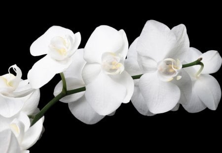 *** Orchids *** - flowers, orchids, white, nature