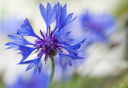 Cornflower close up - summer, blue, macro, cornflower, flower, close up