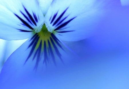 Pansy artistic macro - pansy, close up, macro, blue, flower