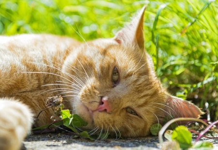 Cat - sleepy, cute, beautiful, cat, sleeping, kitty, cats, hat, cat face, paws, face, animals, pretty, beauty, sweet, kitten, lovely