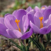 Purple crocus