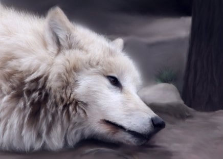 White Wolf - painting, predator, resting, arctic