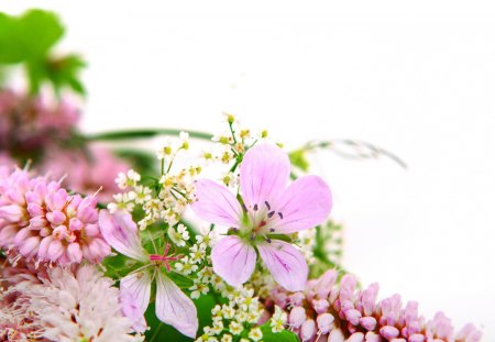 Flowers in spring - pistils, pink, petals, beauty, flowers, lovely, spring, nature