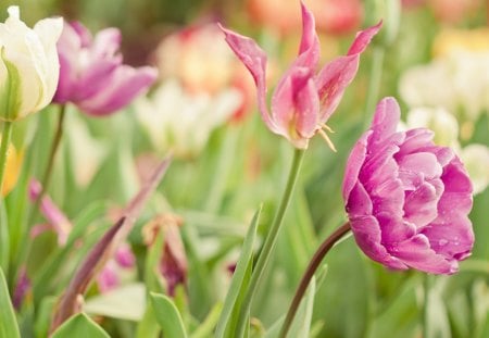 A field of beautiful flowers - tulips, beautiful, flowers, lovely, field