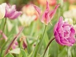 A field of beautiful flowers