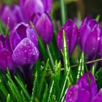 Tulips