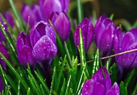 Tulips - flowers, tulips, nature, purple, spiritual, beauty